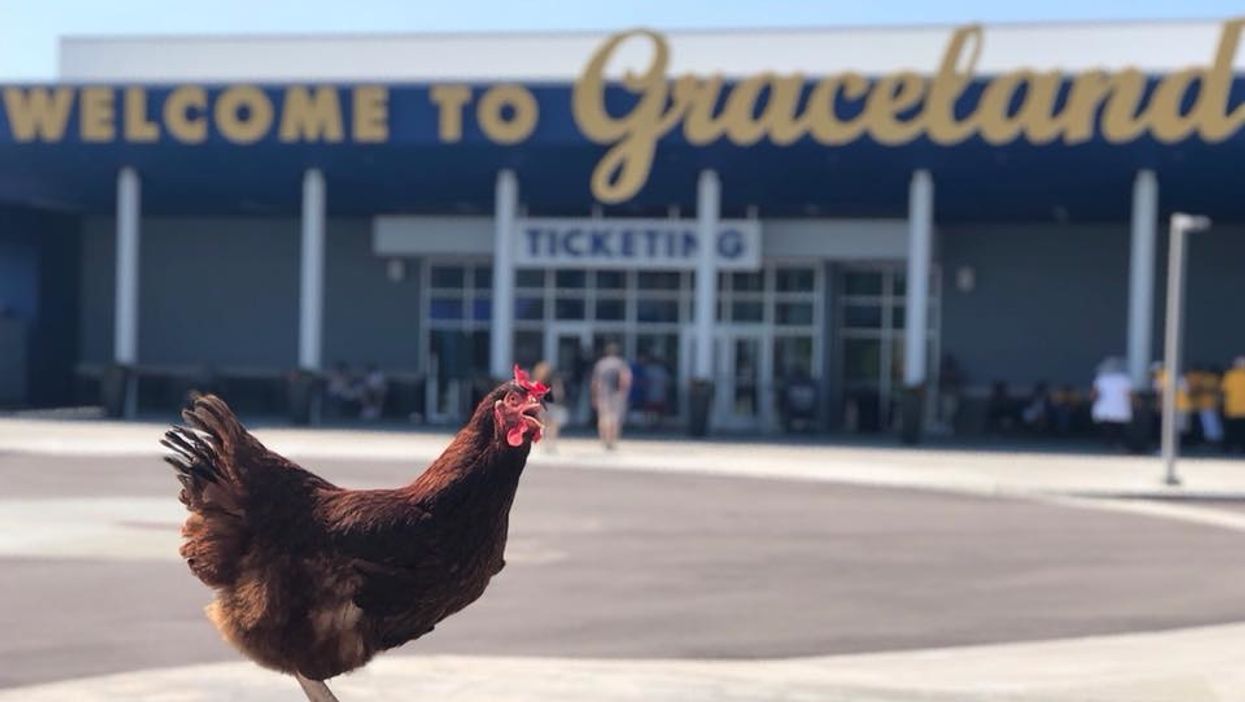 Meet Sammi, the chicken that is traveling the Southeast