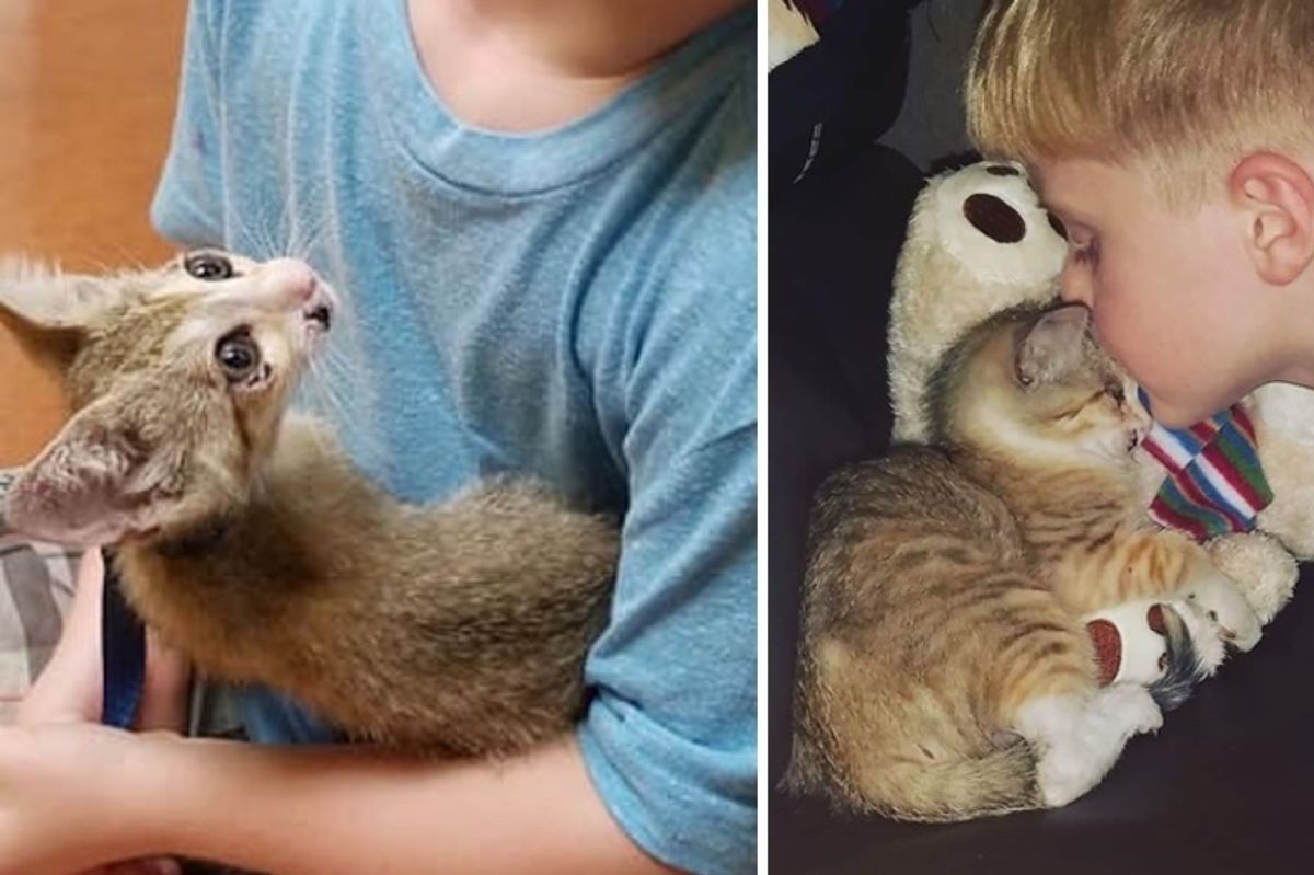 Family Saves Kitten Trapped in Heavy Traffic, the Kitty Holds onto Them and Won't Let Go