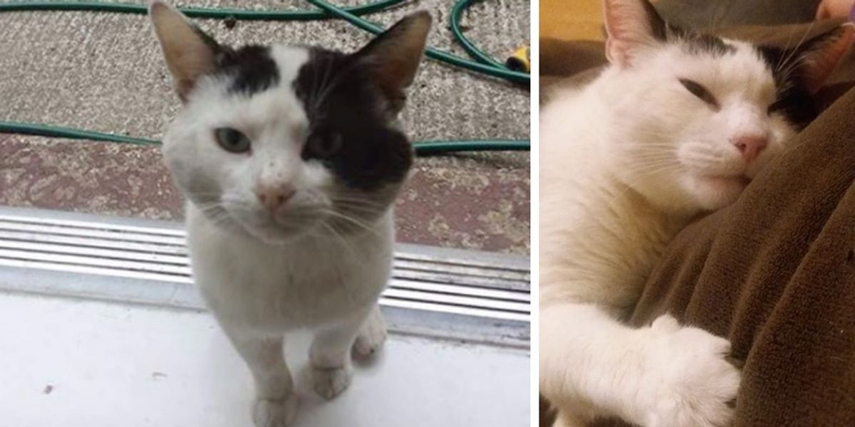 Cat Shows Up on Doorstep After Family Moved In, and Changes Their Lives