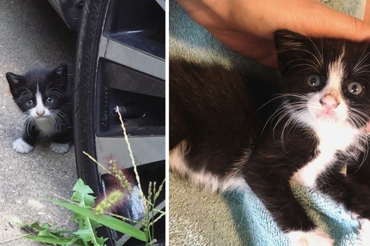 Shy Kitten Wanders into Backyard for Help - When She Discovers Cuddles, Her Life Changed Forever