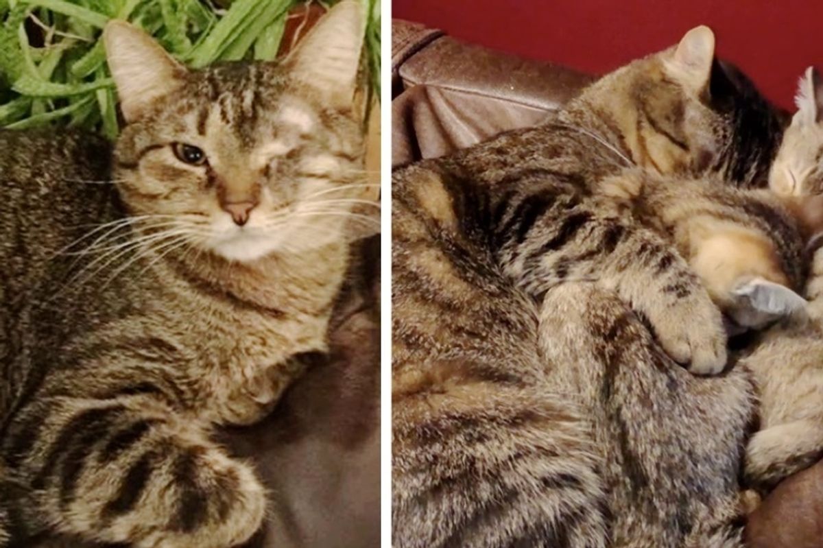 Family Agrees to Foster One-eyed Cat for a Few Weeks But the Kitty Has a Different Plan
