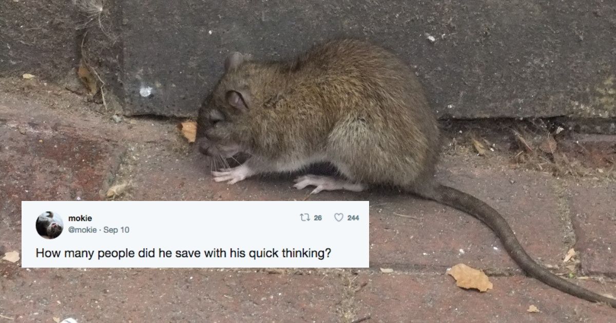 Naughty Rat Pulls Fire Alarm At D.C. Condo—And All Hell Breaks Loose 🔥😂