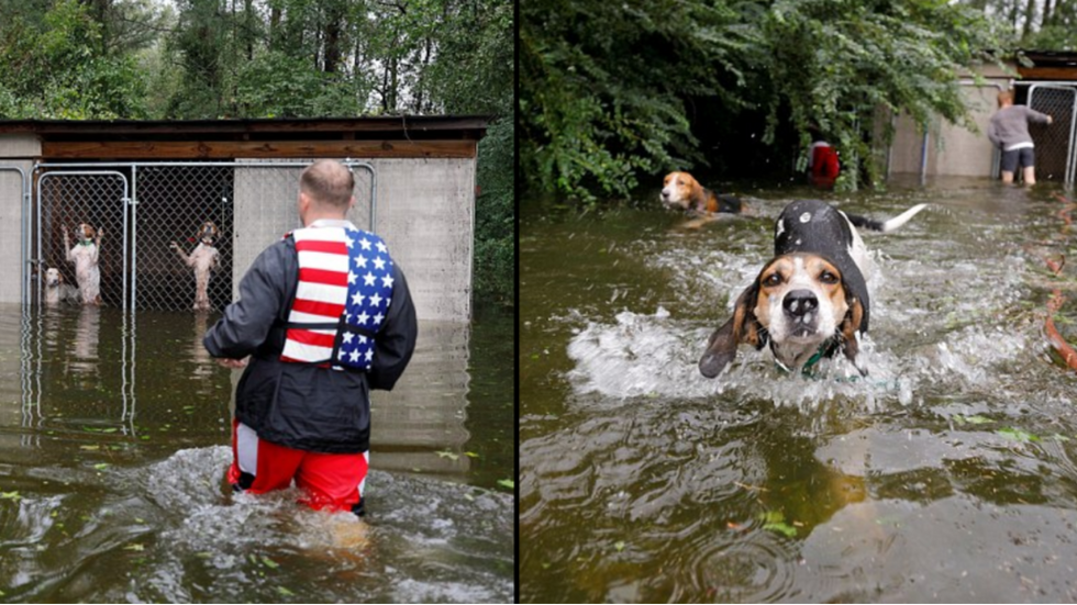 If You Left Your Pet Behind During Hurricane Florence, You Are Trash