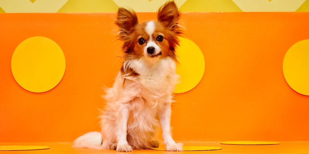 Human's Best Friend Is a Colorful Pop-Up for Your Pup