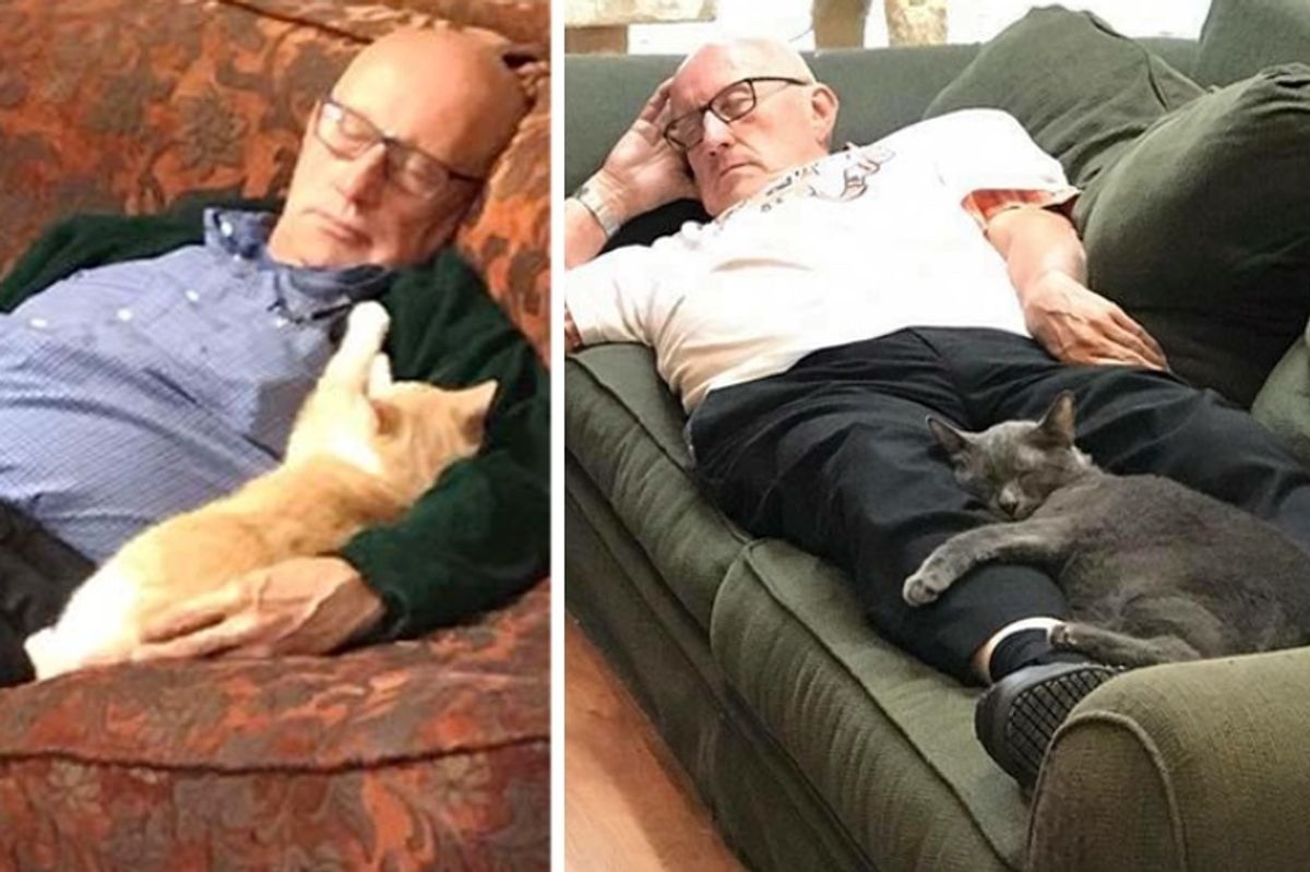 Grandpa Comes to Shelter to Brush Cats and Kittens and Falls Asleep with Them Every Day for 6 Months