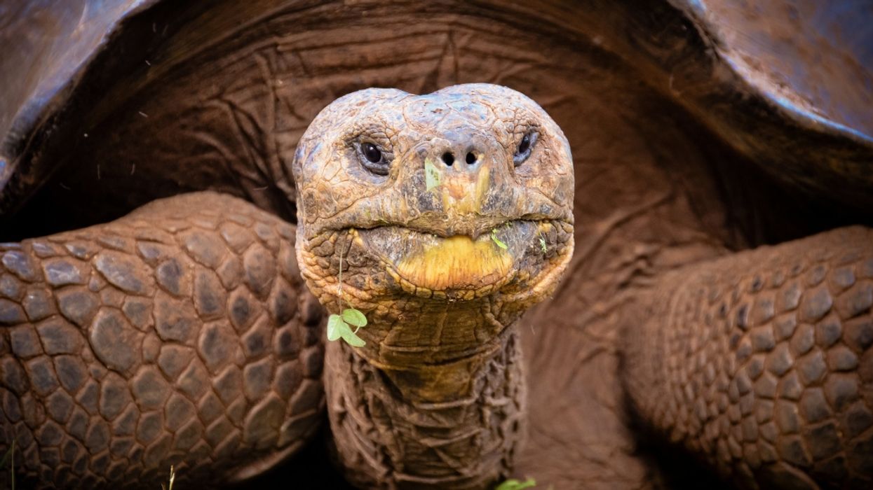 A Woman Can't Recall How A Turtle Ended Up In Her Vagina After Night Out, Police Say