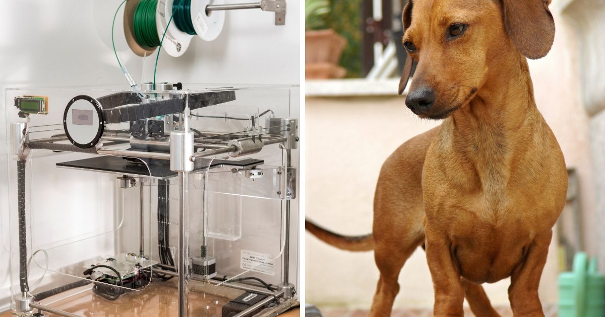 3D-Printing Technology Helps Replace Skull Of Dog Battling Brain Cancer ðŸ˜®