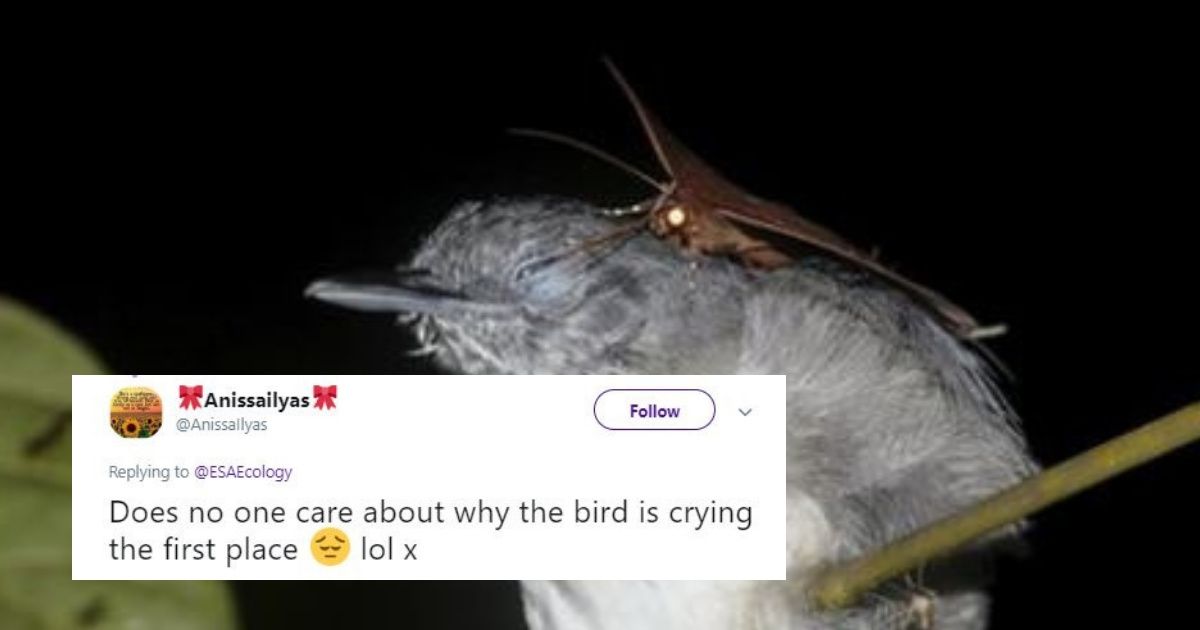 Bizarre Footage Of Moth Drinking The Tears Of A Sleeping Bird Goes Viral ðŸ˜®