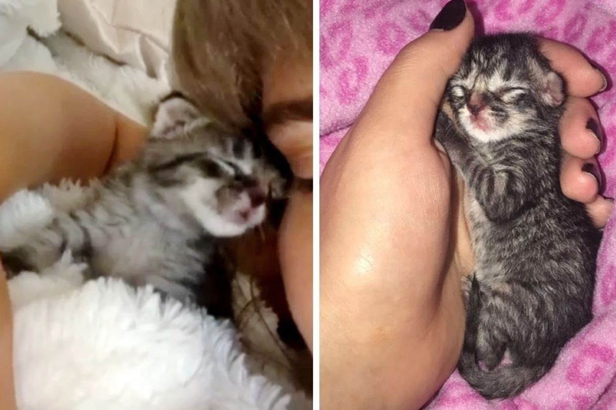 Kitten Who Was Abandoned in Parking Lot, Finds New Mom and Won't Let Go