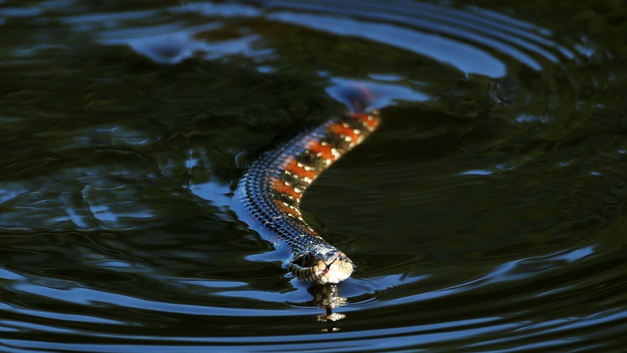 Snake emerges from waters of Pensacola Beach, surprising visitors