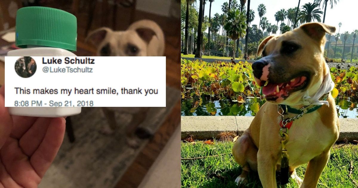 This Dog Owner Re-branded Her Pet’s Allergy Medication In The Best Way 😍