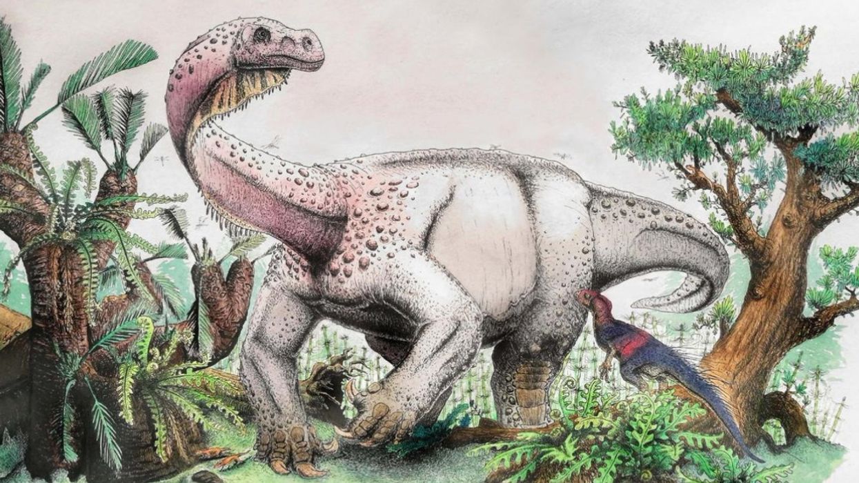 Massive Newly-Discovered Dinosaur Thought To Be Earth's Largest Animal Gets A Fitting Name ðŸ˜®