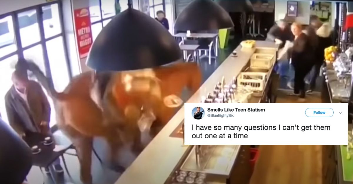 Racehorse Gallops Into French Bar And Sends Customers Scrambling In Viral Video 😮🐴
