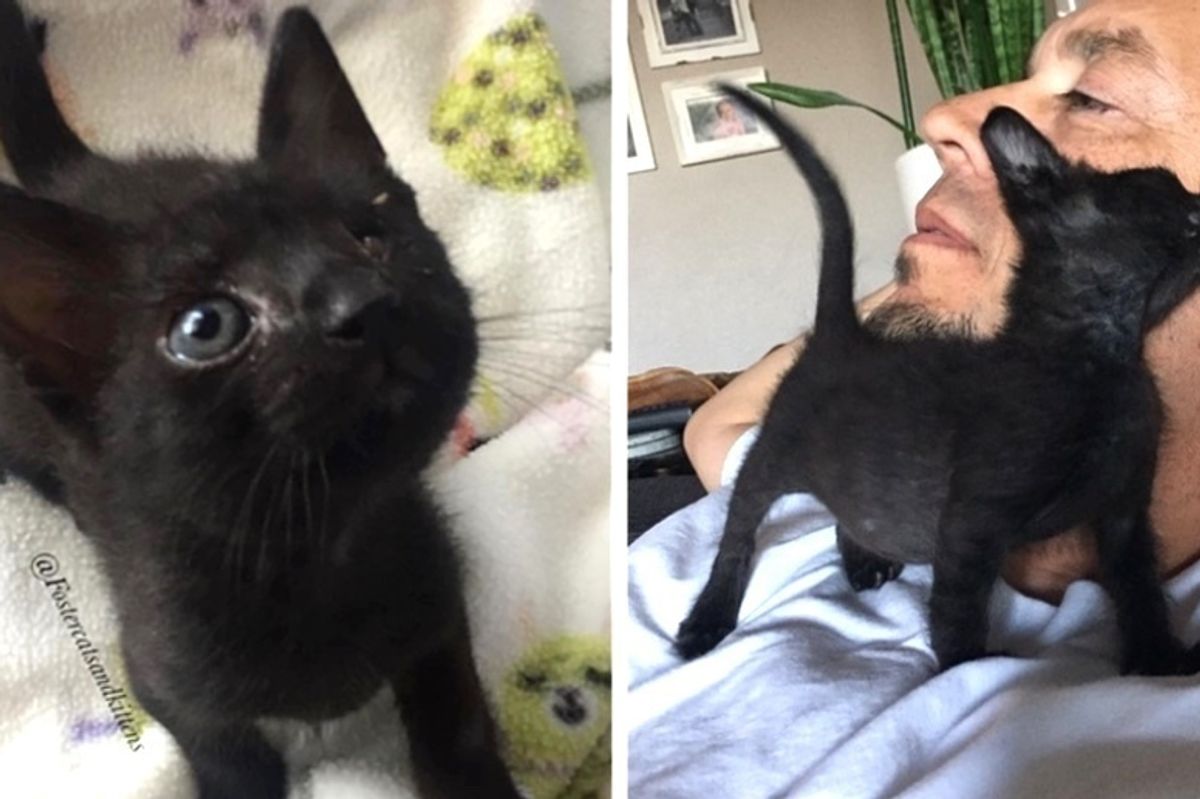 Kitten with Special Needs Clings to Foster Dad for Love After He was Saved from Streets in Unbearable Heat