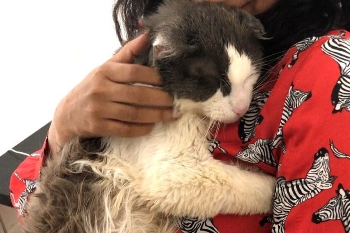 Scraggly Street Cat Walks into Carrier for Help and Can't Stop Cuddling His Rescuers