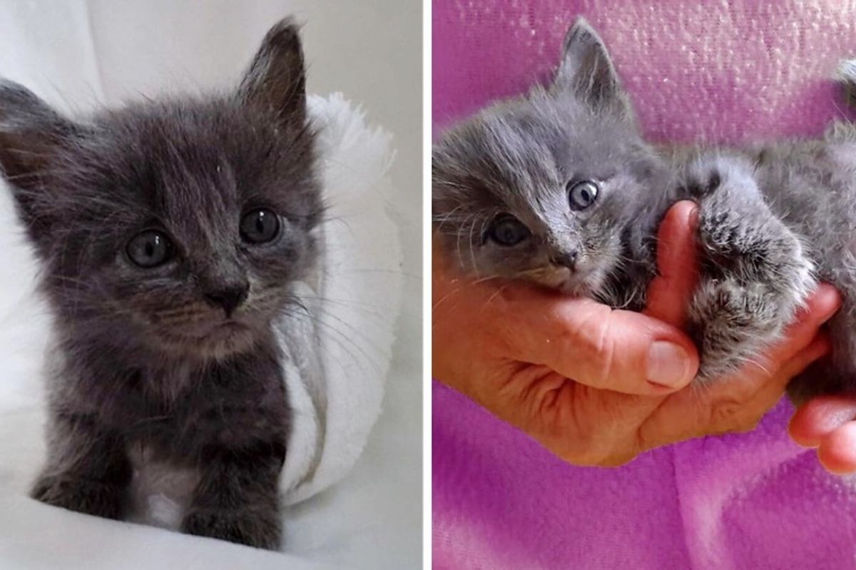 Kitten Rescued from Sidewalk, Defies the Odds and Finds Someone to Love