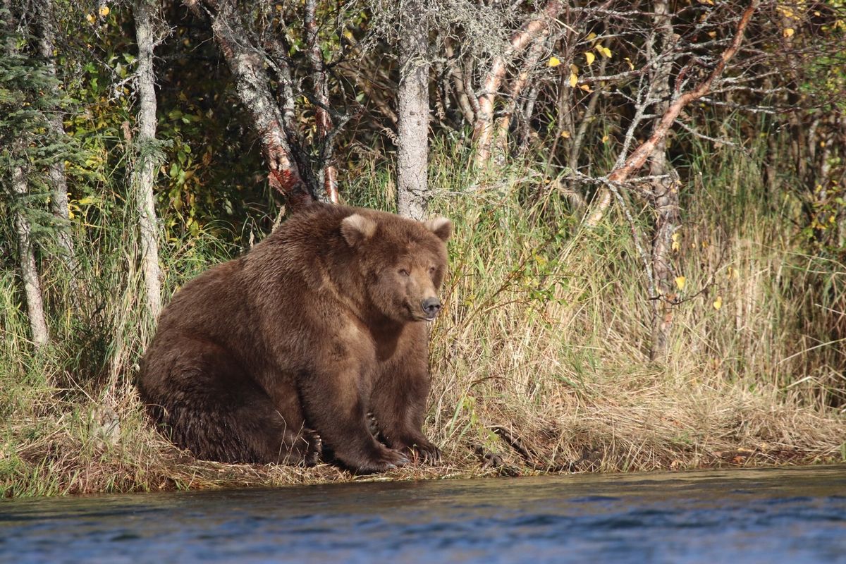 This Alaskan National Park Is Celebrating Its Fattest Bears Heading Into Hibernation Season—And We Can't Get Enough 😍