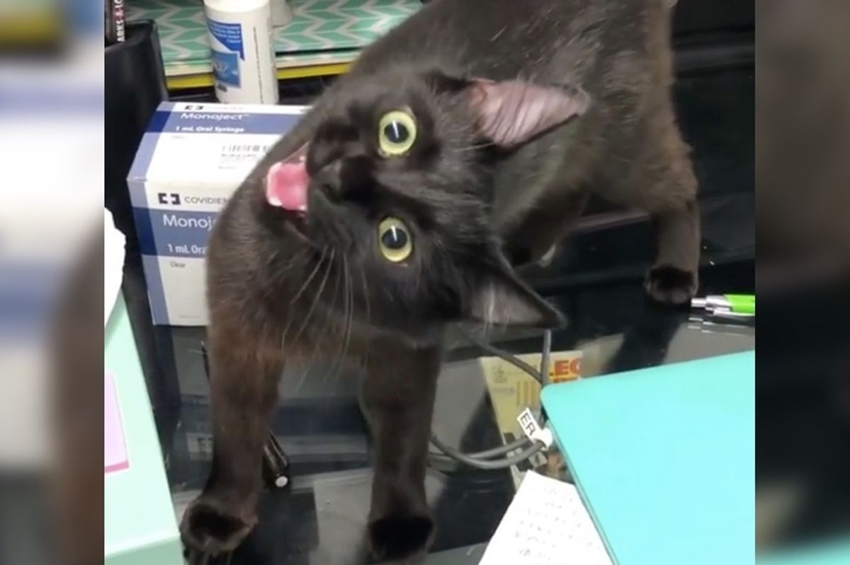 Kitten With Permanent Head Tilt Greets Everyone She Meets While Waiting for a Home
