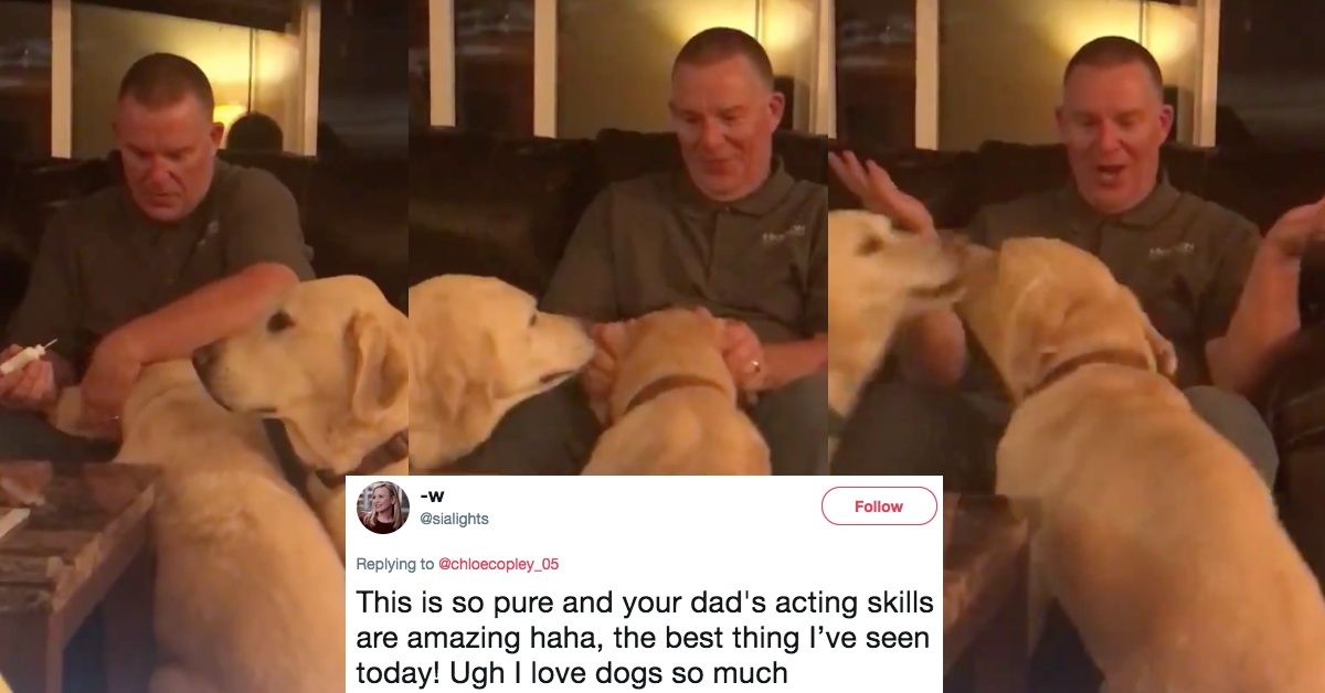This Dog's Jealousy Of Another Dog's Ear Medicine Is The Epitome Of Adorable ðŸ˜�