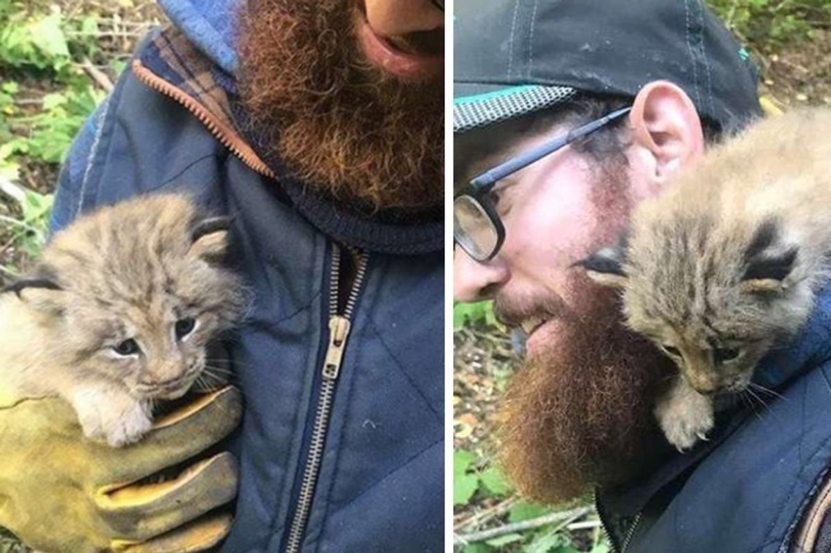 Man Saved What He Thought Was Kitten Until He Saw the Big Paws