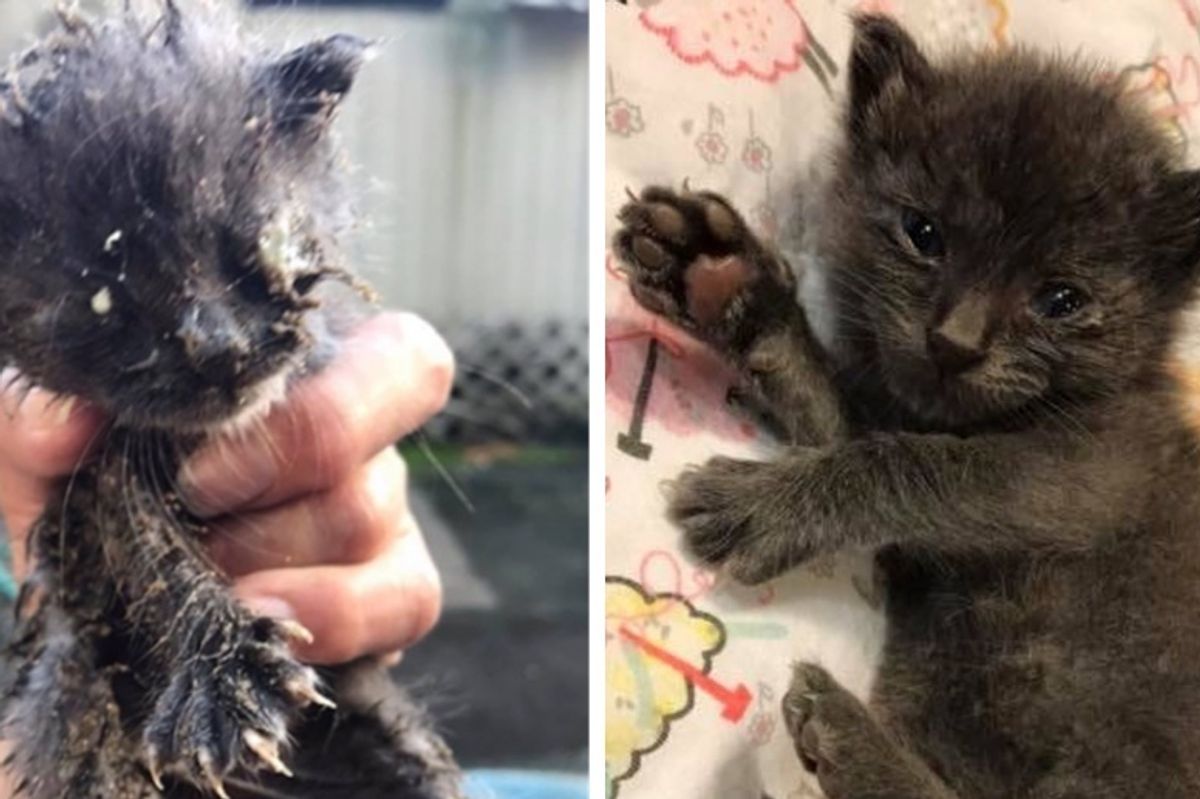 Woman Saves Abandoned Kitten from Mobile Home Park While Others Just Pass Him By