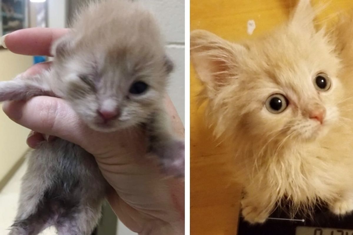 Orphaned Kitten Who Couldn't Grow for a Long Time, Never Gave Up Trying