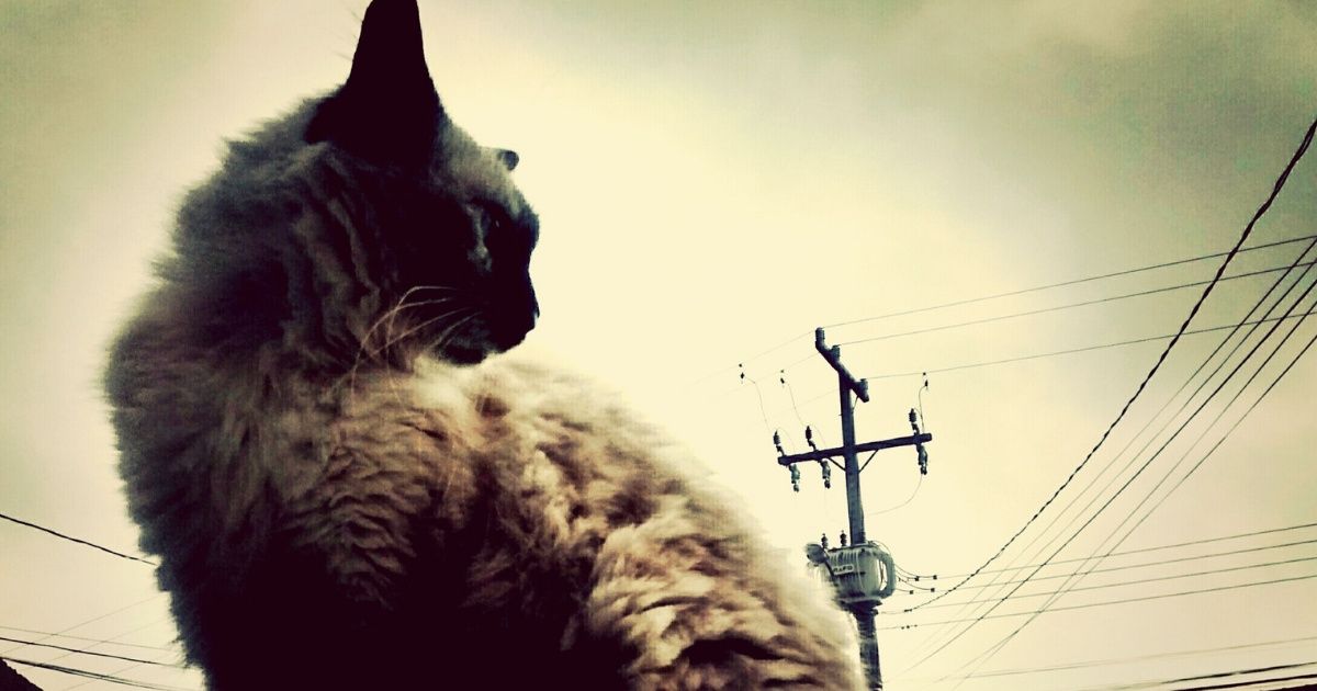 Cat Blamed For Knocking Out Power To 7,500 New Orleans Customers