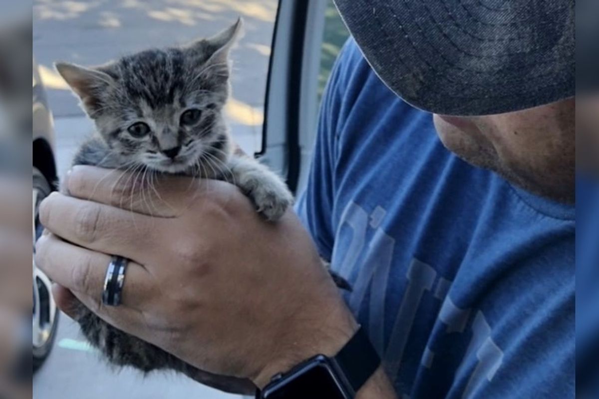 Man Spent 2 Days Rescuing Kitten and Reunited Her with 8 Other Kitty Friends