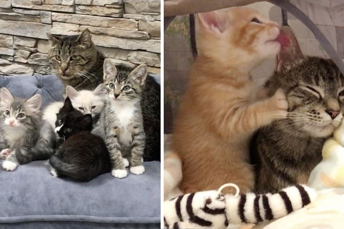 Kittens Give an Old Cat a Purpose to Live - He's Outlived Everyone's Expectations