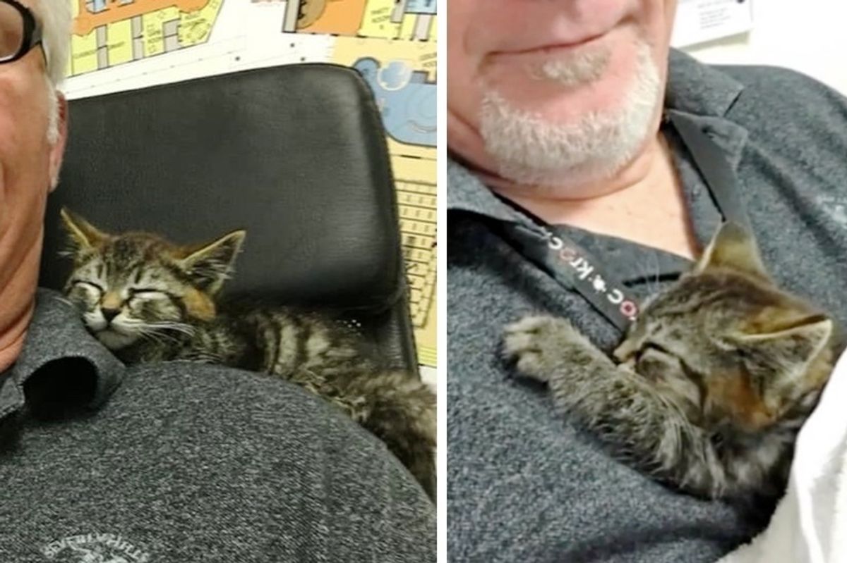 Man Saves Kitten Stuck on Busy Road While Others Keep Driving by - the Kitty Cuddles Him and Won't Let Go