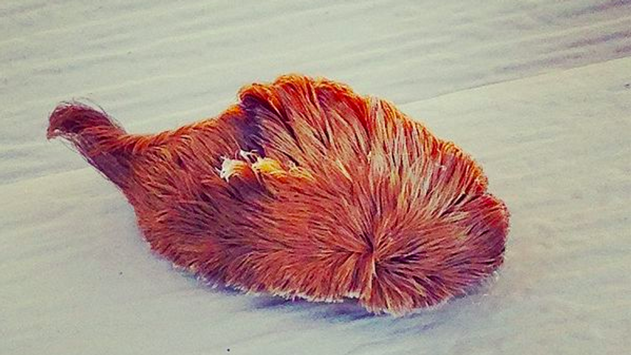 Don't touch! This venomous furry caterpillar could cause Southerners a lot of pain this season