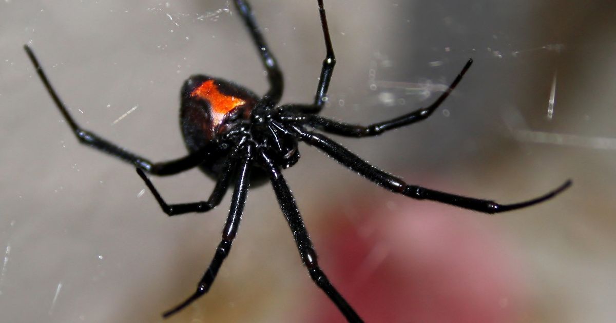 California Man Attempts To Kill Spiders In His Parents' Home Using A Blowtorchâ€”And It Went As Well As You'd Expect ðŸ˜¬ðŸ”¥