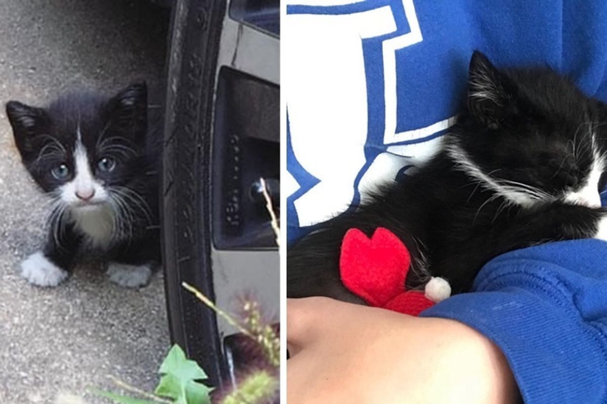 Kitten Who Showed Up in a Backyard, Comes Back to Family for Help