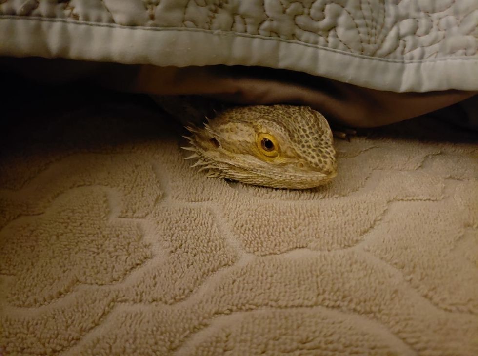4 Life Lessons From My Pet Bearded Dragon