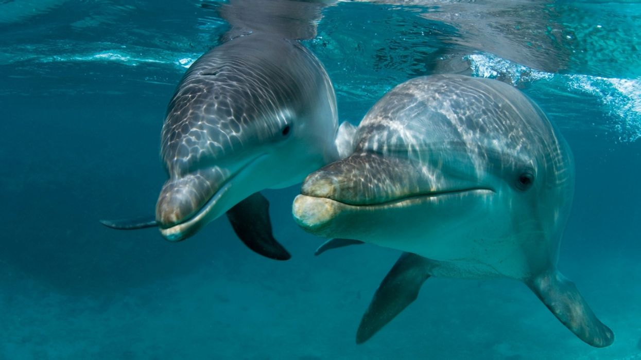 Humans Are Forcing Dolphins To Simplify How They Talk To Each Other, Study Finds