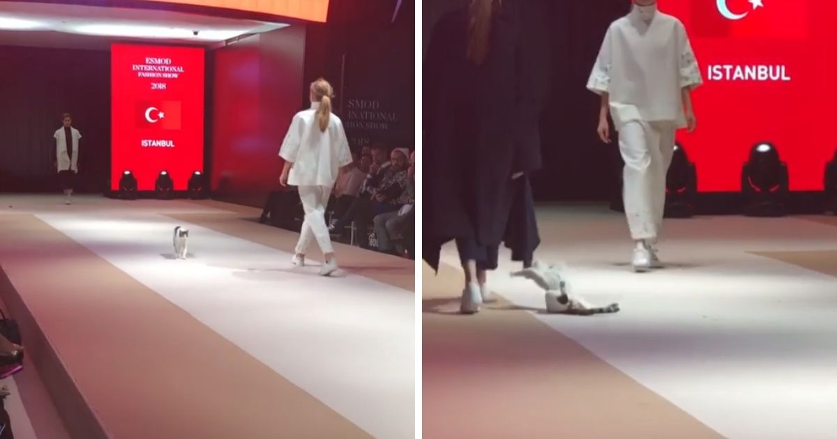 Sassy Kitty Crashes Turkey Fashion Showâ€”Struts The Runway In Iconic Fashion ðŸ˜»