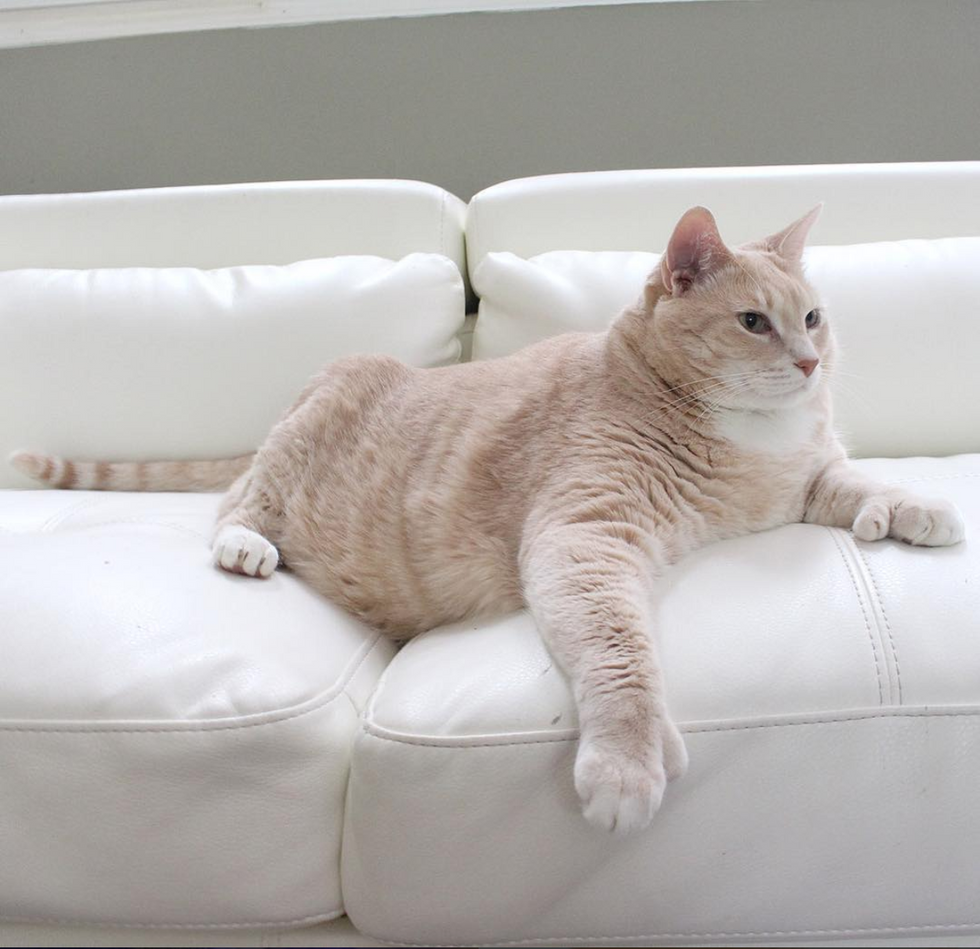 Instagram's Most Famous Fat Cat Is Gonna Make It, Here's Why