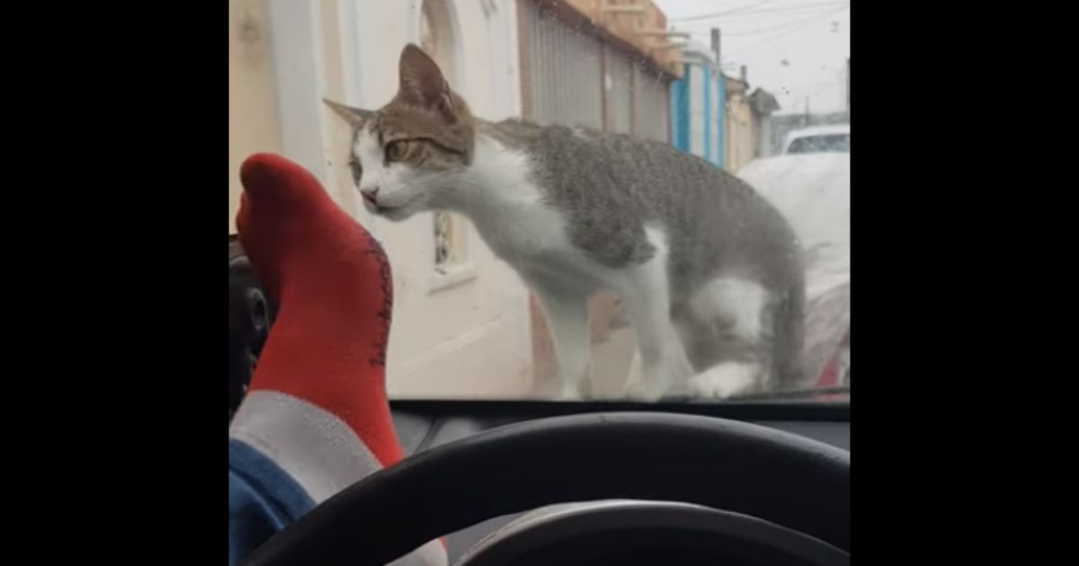 Guy Tries To Shoo Cat Off His Car By Kicking The Windshieldâ€”And Instant Karma Kicks Him Right Back ðŸ˜¹