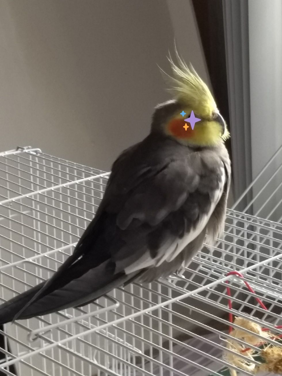 My Fussy Cockatiel Showed Me That If You Really Love Someone, Love Them How They Want You To
