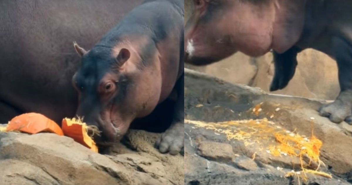 Fiona The Hippo Just Slipped And Fell Into Her Pool While Feasting On A Pumpkin