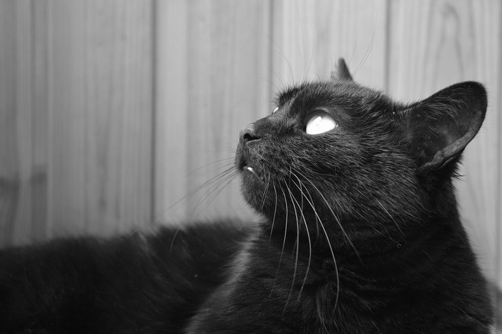 https://pixabay.com/en/cat-black-cat-thoughtful-pet-958751/
