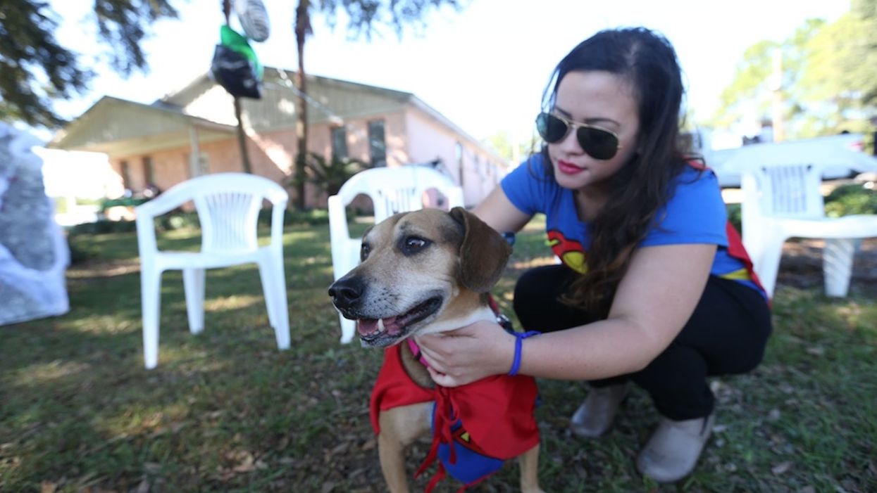 Love dogs? You could get paid $100 an hour to pet puppies in Texas