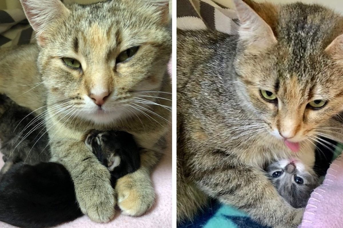 Stray Cat Gets Help Just In Time So Her Kittens Can Be Safe