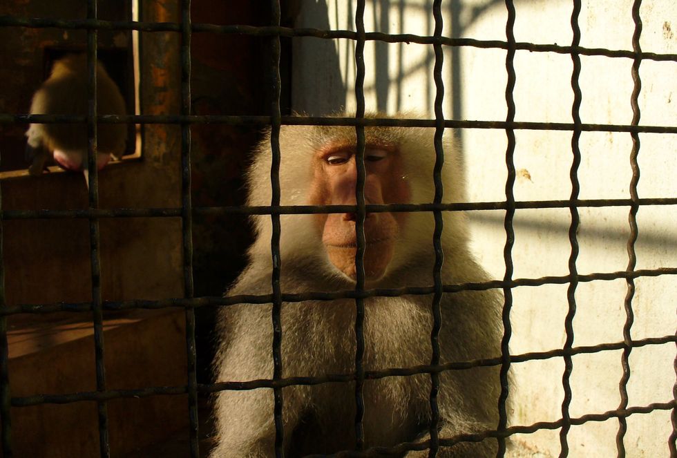 Depressed Animals Are In Deranged Zoos And We Need To Stop Supporting It