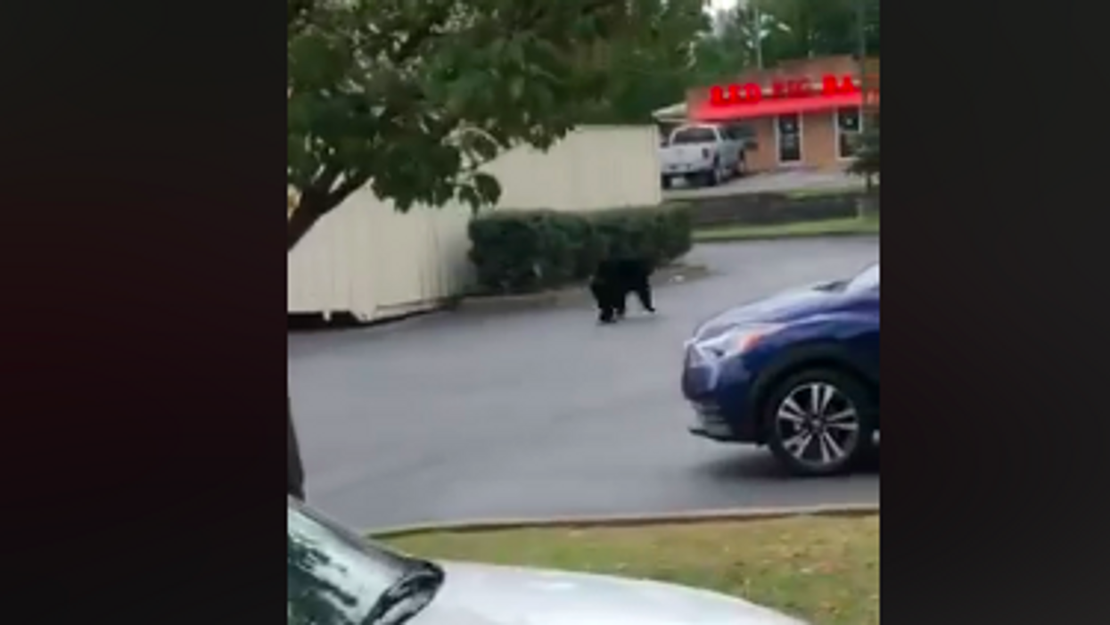 Bear runs through parking lot in Tennessee, frightening absolutely no one
