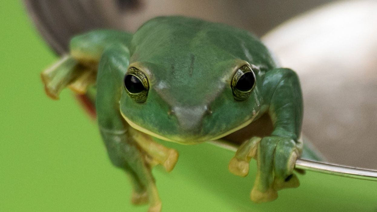 A plague of frogs is terrorizing North Carolina, as if Southerners need a new pest to shoo away