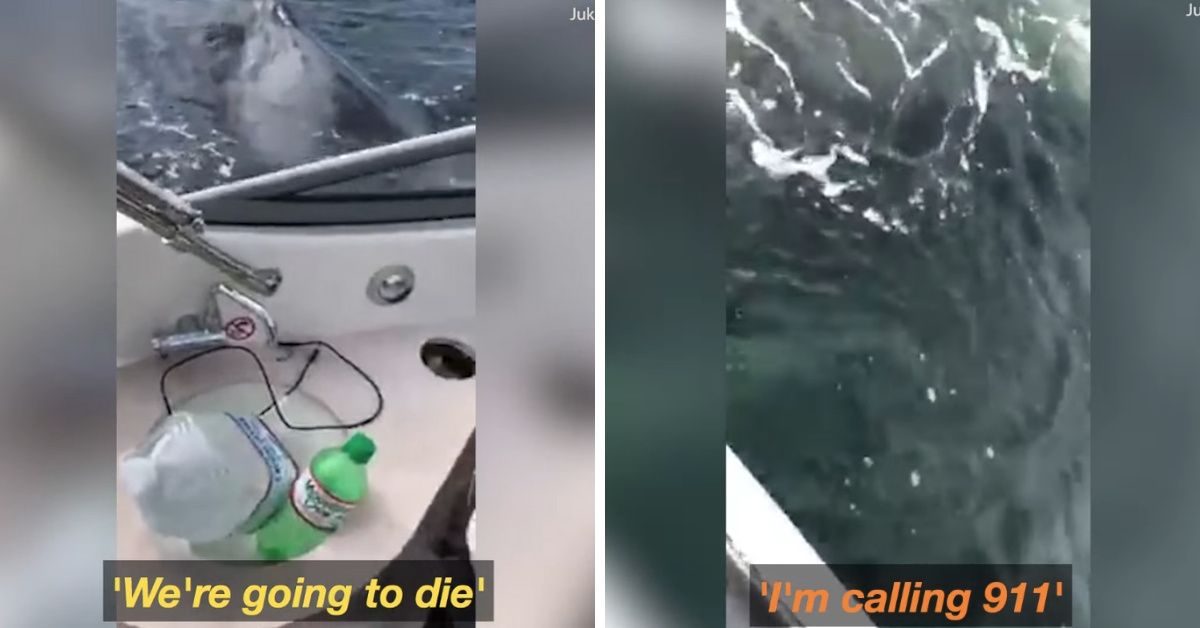 Woman Calls The Cops On Some Humpback Whales In Viral Videoâ€”And We Can't ðŸ˜‚