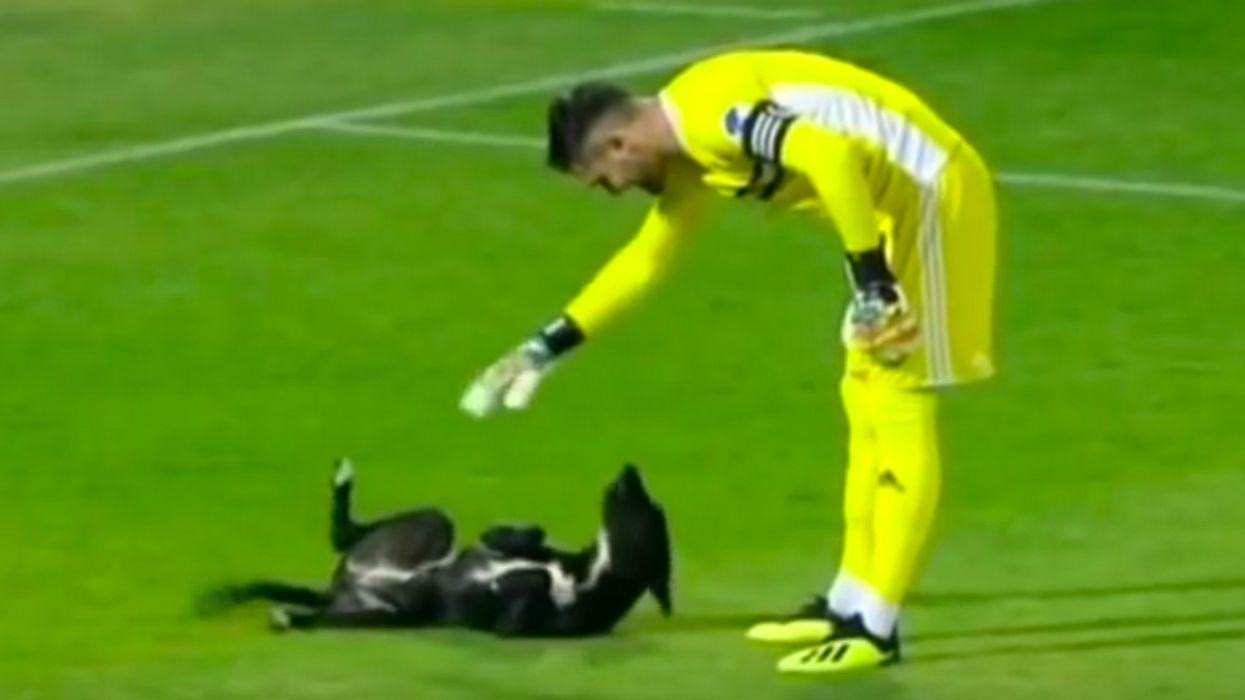 Playful Pup Storms Soccer Field Looking For A Good Belly Rub In Viral Video ðŸ˜�