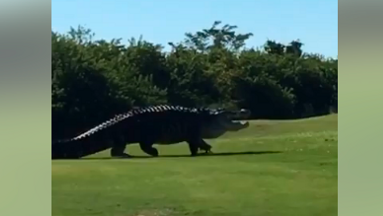 This massive gator at a Florida golf course is so enormous that it makes us uncomfortable