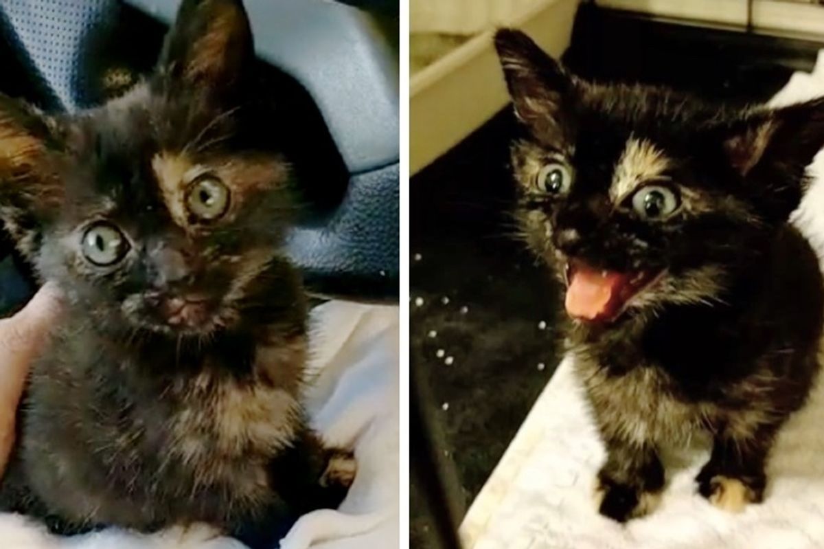 Stray Kitten Lost Her Meow Until She Found Her Rescuer